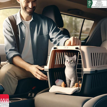 A cat on travel