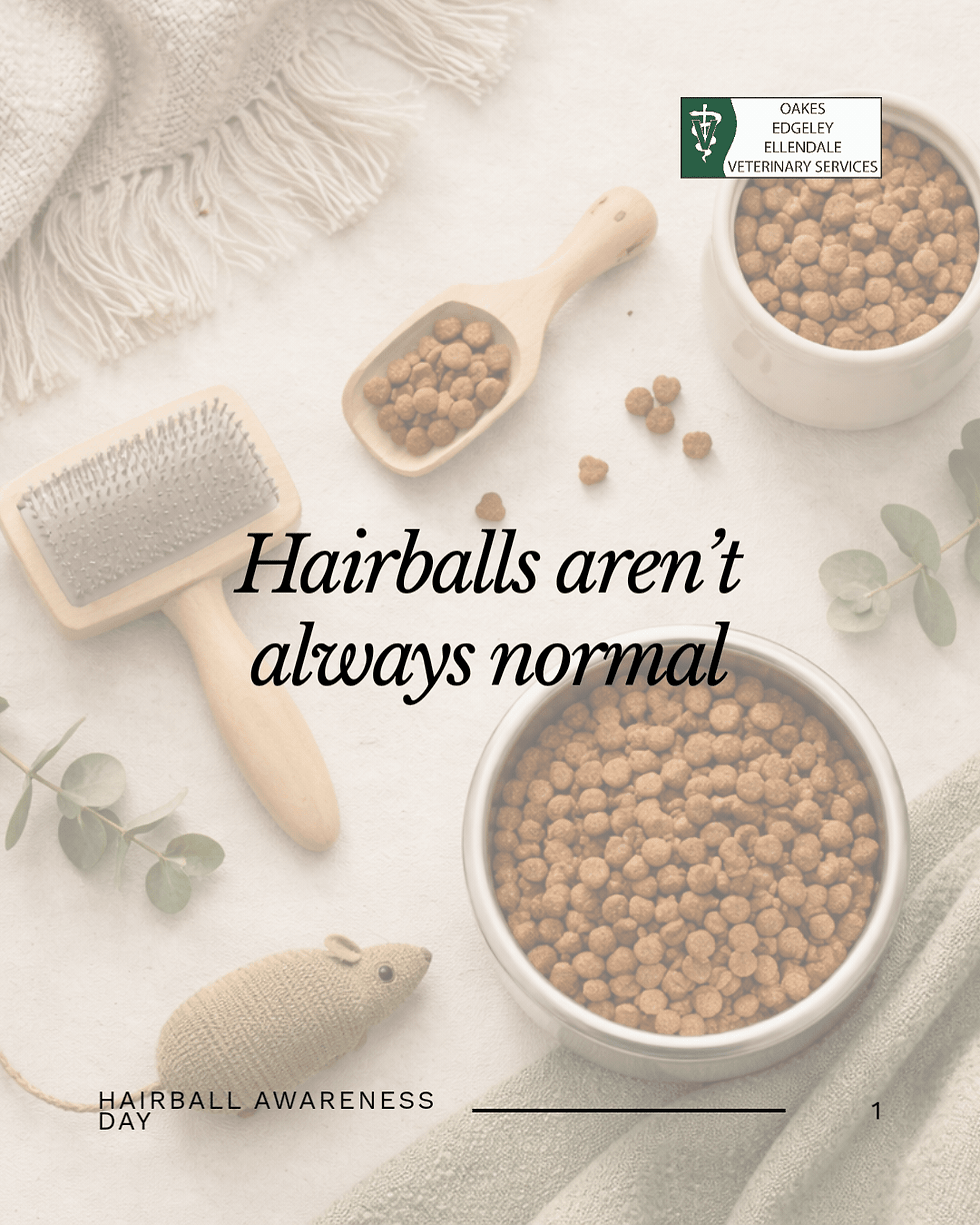 Dry cat food, brush, toy mouse on a white surface with plants. Text: "Hairballs aren’t always normal", "HAIRBALL AWARENESS DAY".