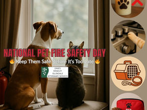 Pet Fire Safety 101: Prepare, Protect, Prevent