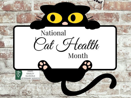 National Cat Health Month: Keeping Your Cat Purr-fectly Healthy
