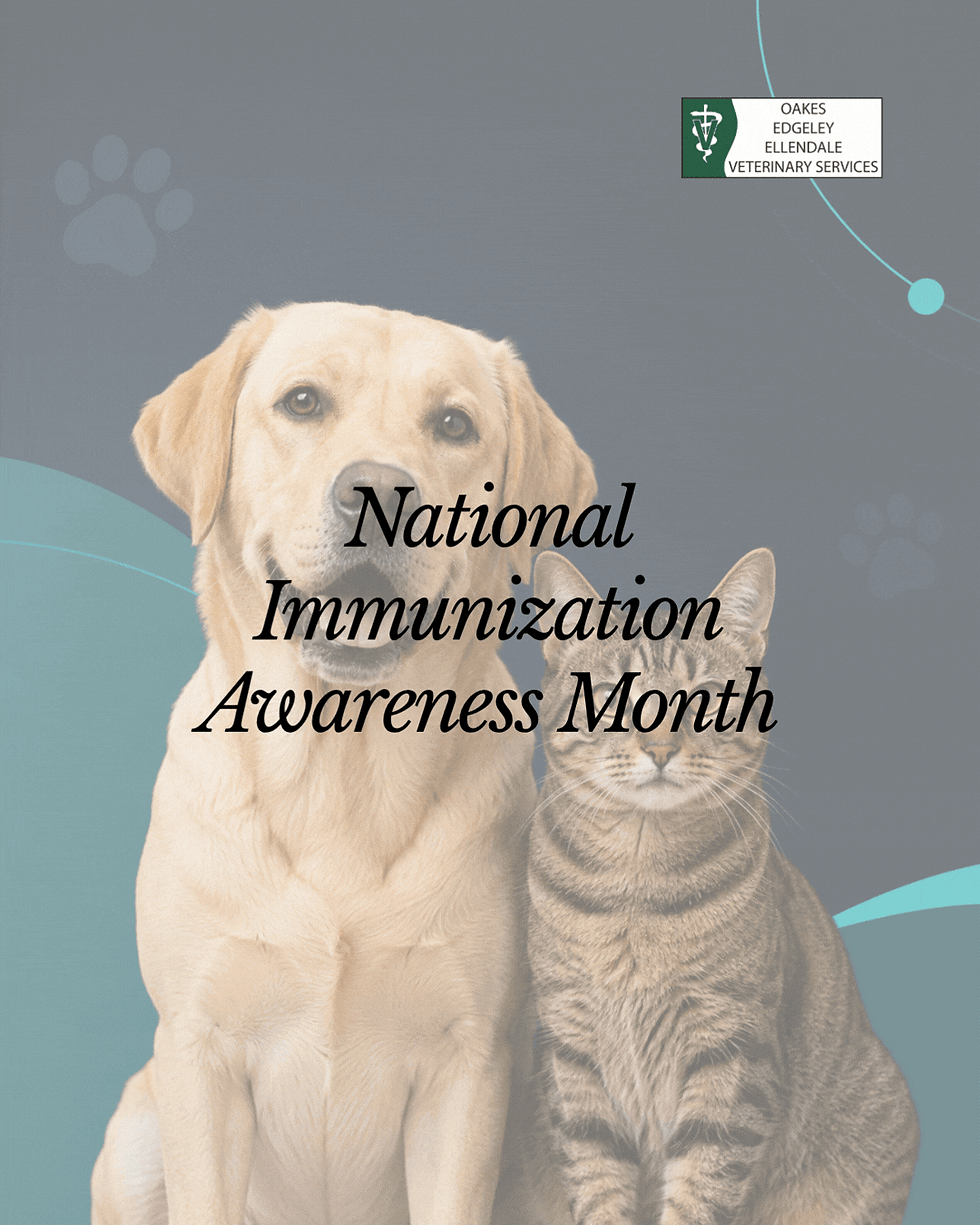 Yellow dog and tabby cat on a poster reading National Immunization Awareness Month, with Oakes Edgeley Ellendale Veterinary Services logo.