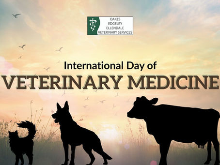 Celebrating Veterinary Medicine: How Quality Care Strengthens the Human–Animal Bond in Rural Communities