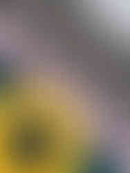 Striped Thomas Mason shirting in navy, burgundy and ivory with yellow thread spool