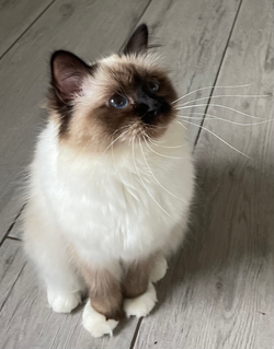 D5650EEE-AAB1-465E-A5CB-46A68BB80175_1_201_a