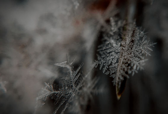 Close-Up Snowflakes_edited.jpg