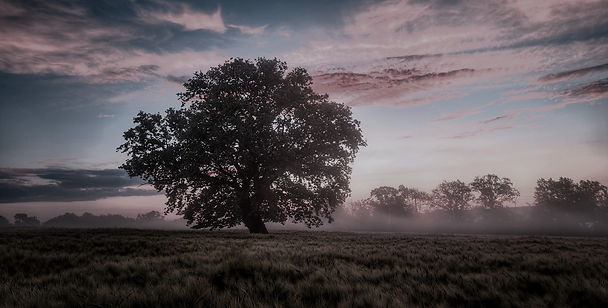 Tree, Field