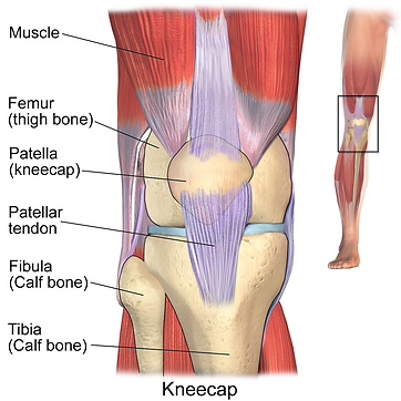 Blausen_0596_KneeAnatomy_Front.png