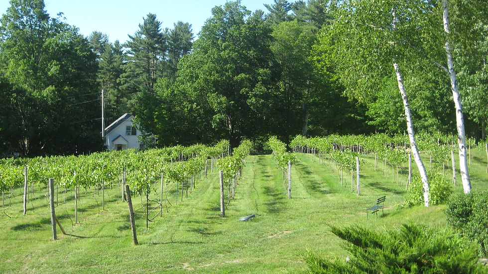 Quabbin Sky Vineyard