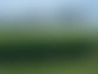 Newly seeded solar farm with emerging groundcover establishing between panel rows during first-year vegetation management