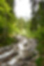 Bergbach-mountan-river-forest-wald-wilder-kaiser.jpeg