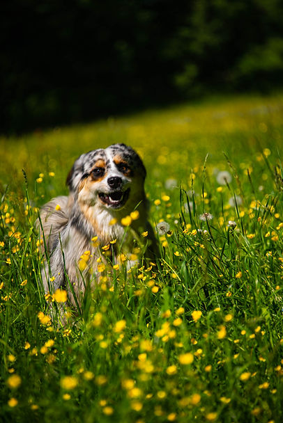 Cute-dog-flower-meadow-australian-shepherd-running-beautiful-tirol-tyrol.jpg