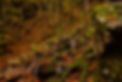 16-river-stones-leaves-red-autumn-fall-herbst-schlucht-gorge-wilder-kaiser-tirol-kaiserwin