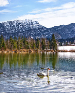 Schwan-swan-walchsee-idyllisch-idyllic-tirol-tyrol