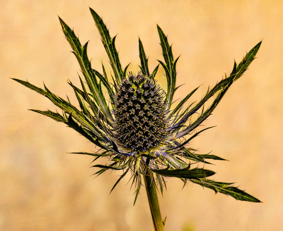 Sea holly in bloom.jpg