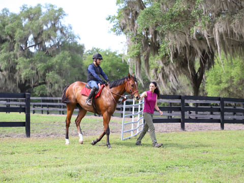 Breaking and training