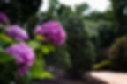 Pink Flower