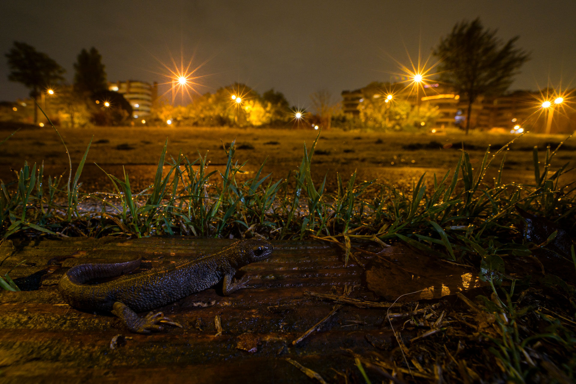 Stampa digitale - "La città dei tritoni"