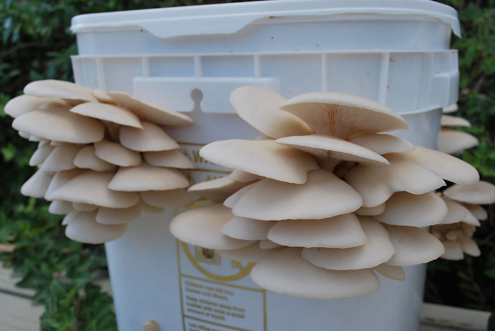 941210456-pearl_oyster_021.jpg