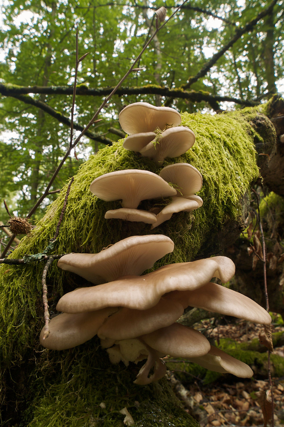 Pleurotus_pulmonarius_LC0228.jpg