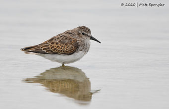 Least Sandpiper