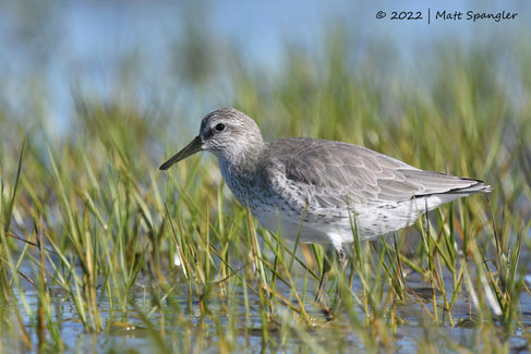 Red Knot