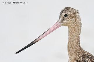Marbled Godwit