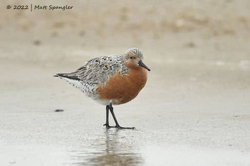 Red Knot