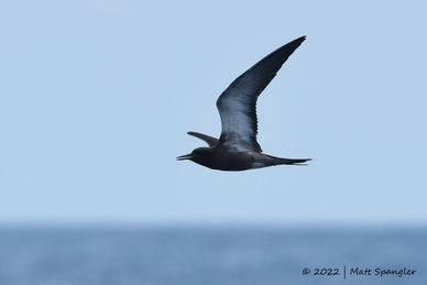 Sooty Tern