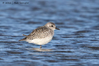 Black-bellied Plover DSC_4185 (crex)-DN.jpg