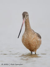 Marbled Godwit