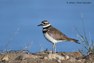 Killdeer