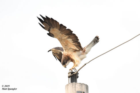 Swainson's Hawk
