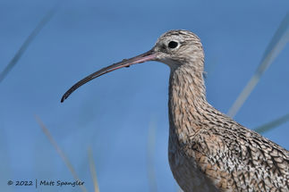 Long-billed Curlew
