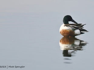 Winter Waterfowl & Wolves (#8)