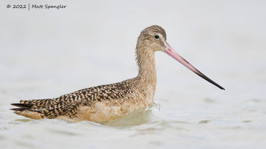 Marbled Godwit