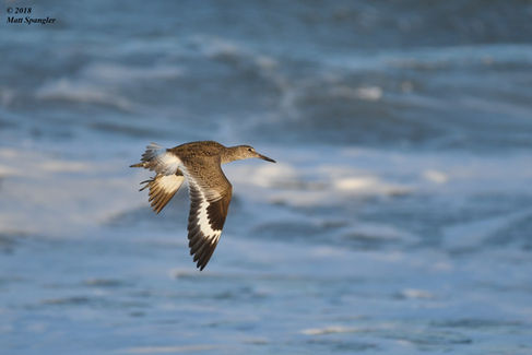 Willet (Western)