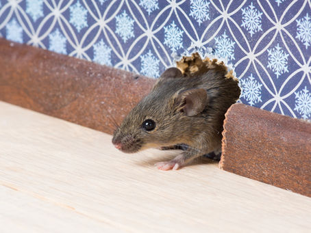 How to Effectively Control a Rodent Infestation