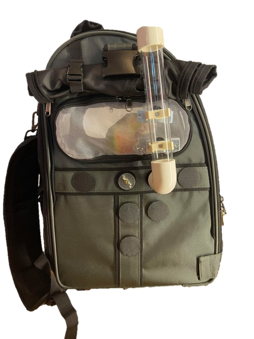 Miniaturbild: Διακοπές με παπαγάλο τι να πάρω για μεταφορά