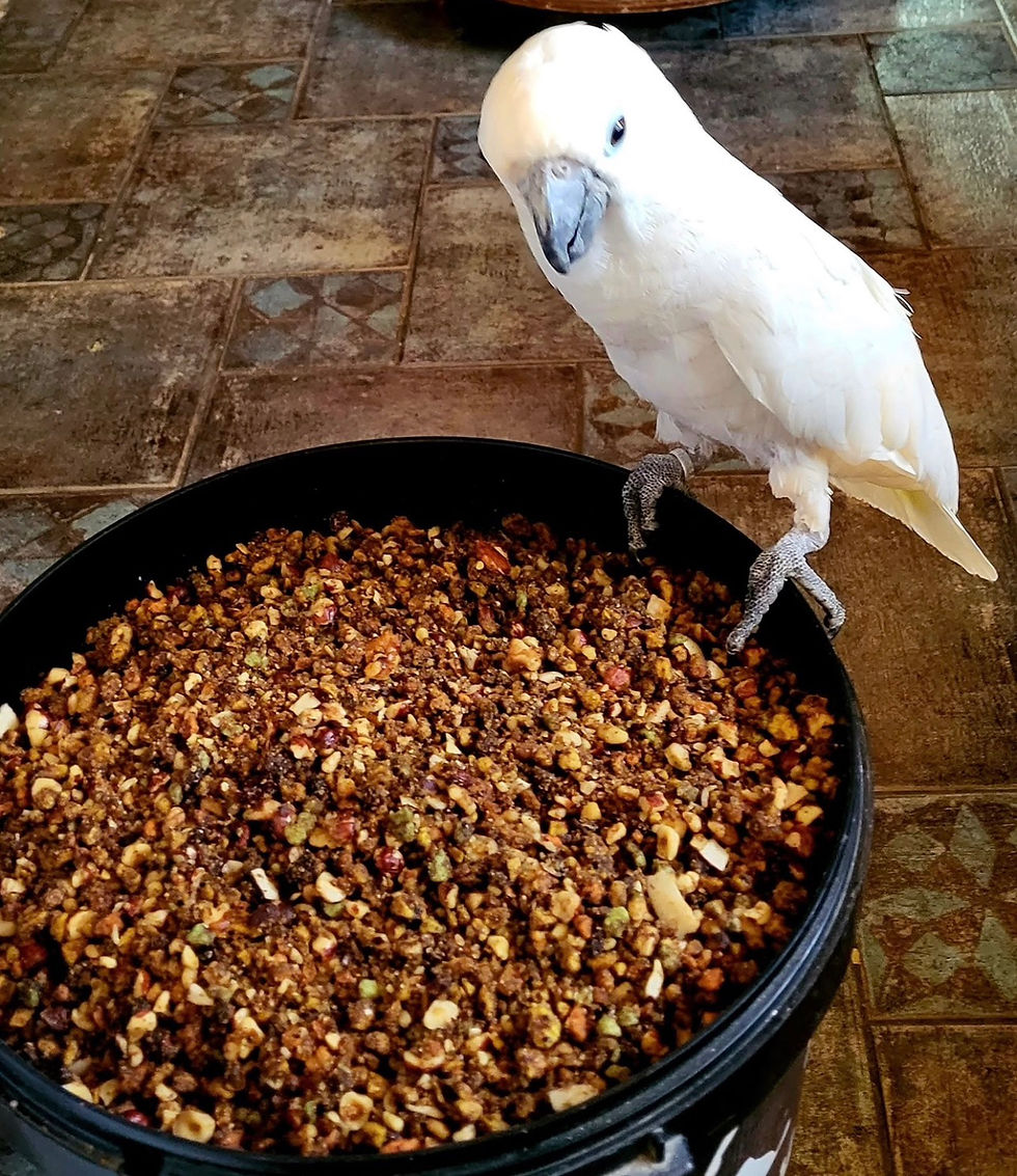 Μικρογραφία: Power Mix - μαλακή τροφή με πέλλετ, φρούτα, ξηρούς καρπούς 5-20κιλά