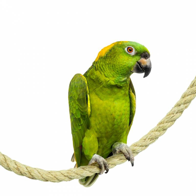Σχοινί πατήθρα για μεγάλους παπαγάλους όπως Αμαζονίου, Ζακό, Ρόζ κοκατού, Εκλέκτους