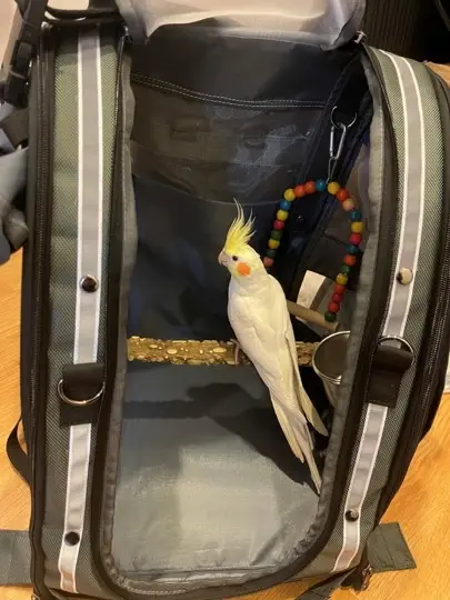 Miniaturbild: παπαγάλος κοκατίλ σε τσάντα μεταφοράς παπαγάλου kingkong on ride για βόλτα, εκδρομή, διακοπές