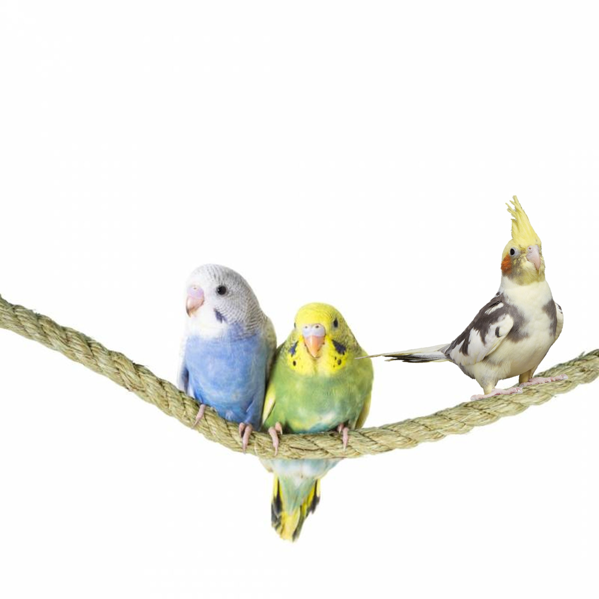 Σχοινί πατήθρα για μικρούς παπαγάλους μπάτζι, πάροτλετ, κονούρα, κοκατίλ