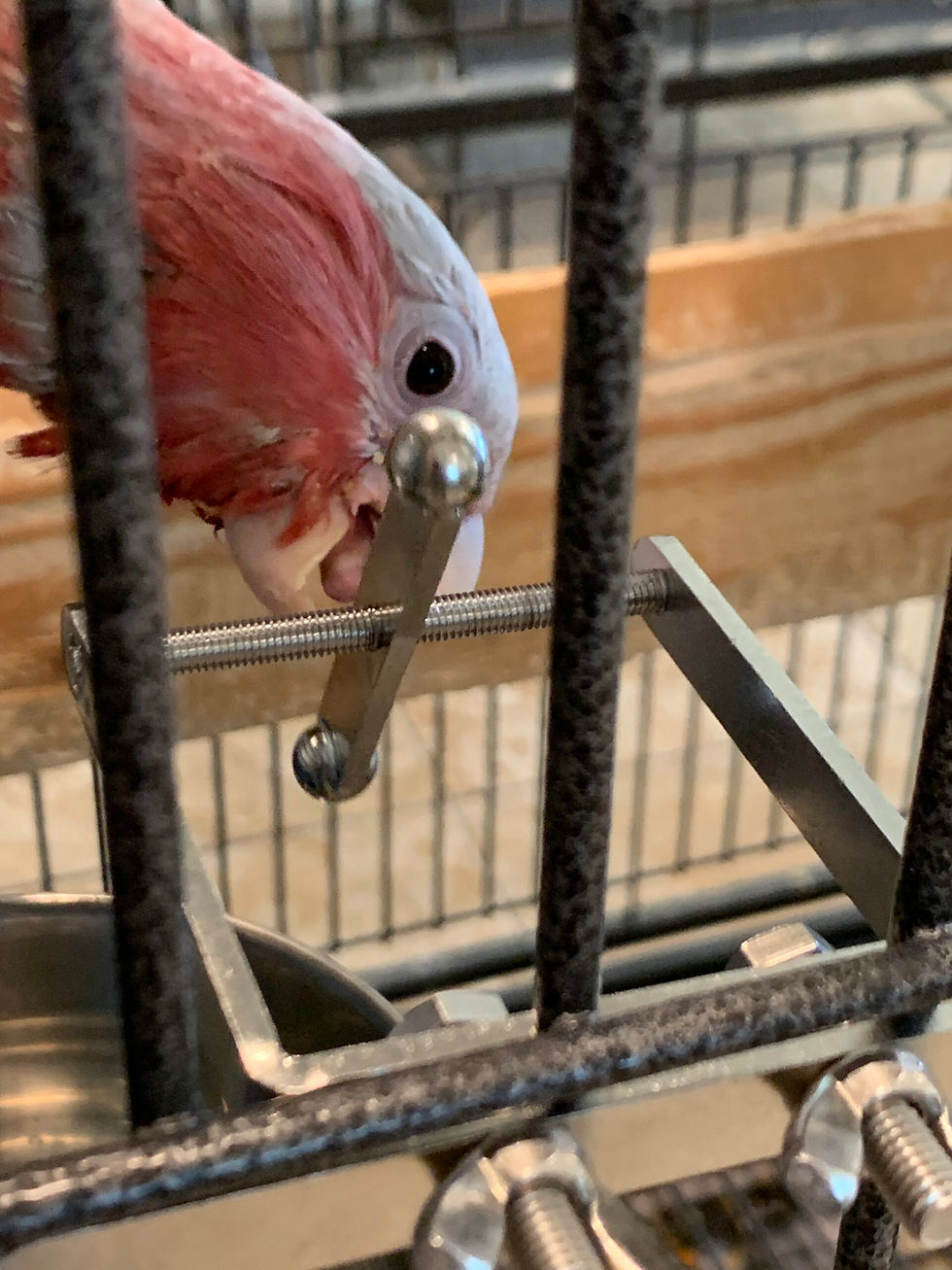 Παιχνίδια για παπαγάλους ζακό, μακάο, κοκατού, αμαζόνιο, εκλέκτους απο αλουμίνιο busy bird zazoopet