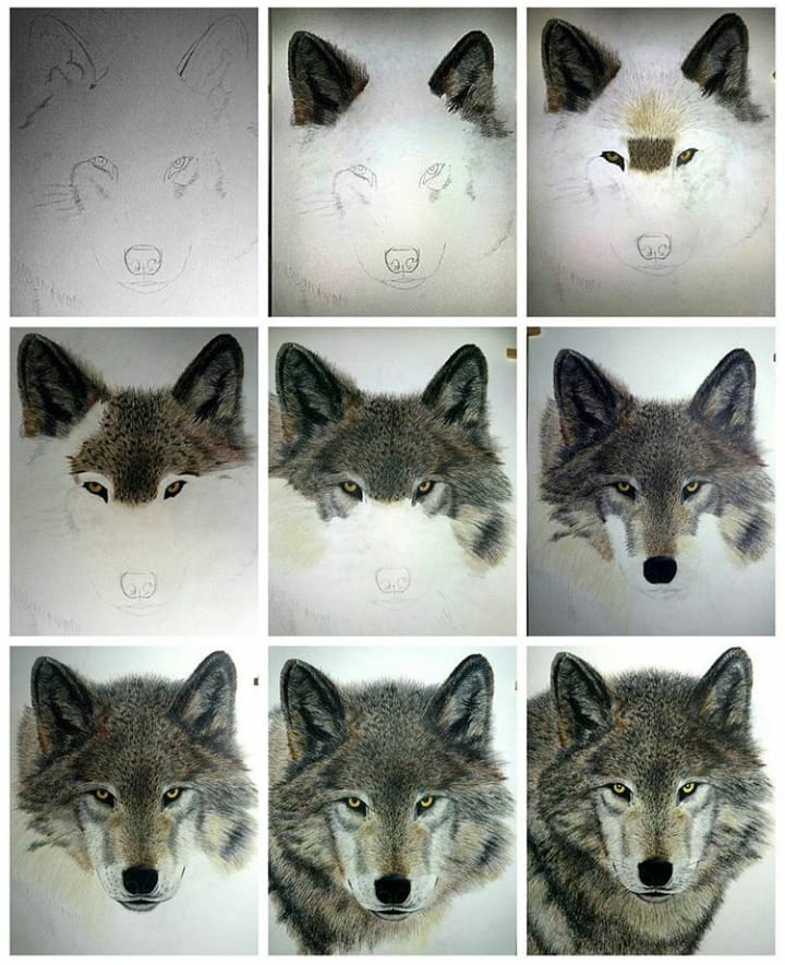 Lobo