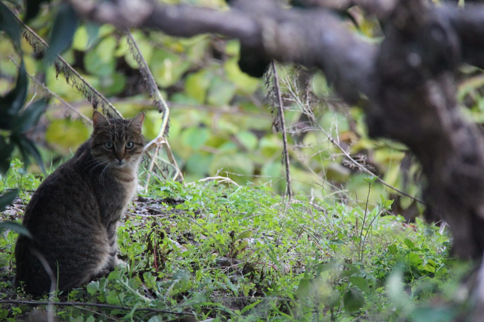 Gata silvestre en sierra de Gredos.