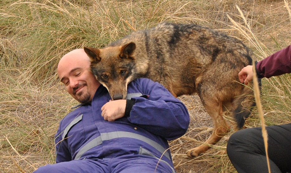 Curso de Etología del Lobo