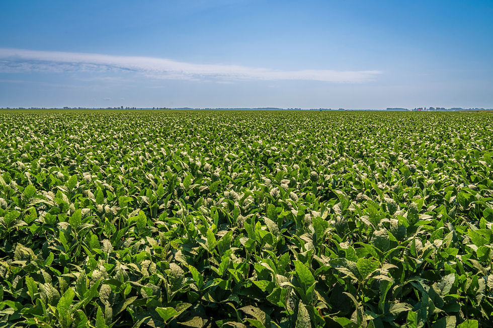 liquidación de divisas del agro