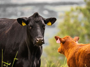 Campos ganaderos en venta: la tierra rural recupera valor y la Patagonia entra en foco