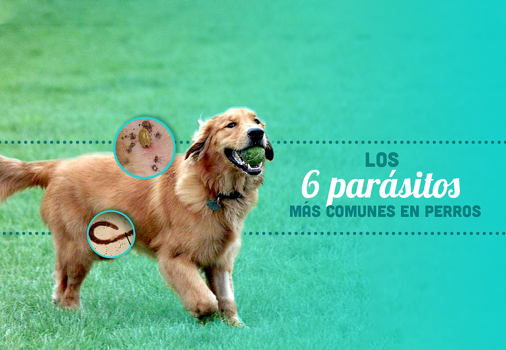 los perros pueden hacer caca de gusanos