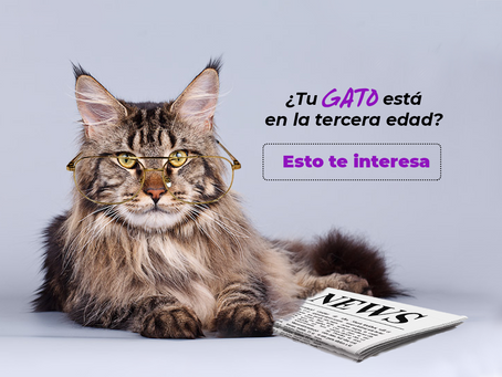¿Tu gato está en la tercera edad? Esto te interesa